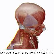 图：不会下载的APP，长这样