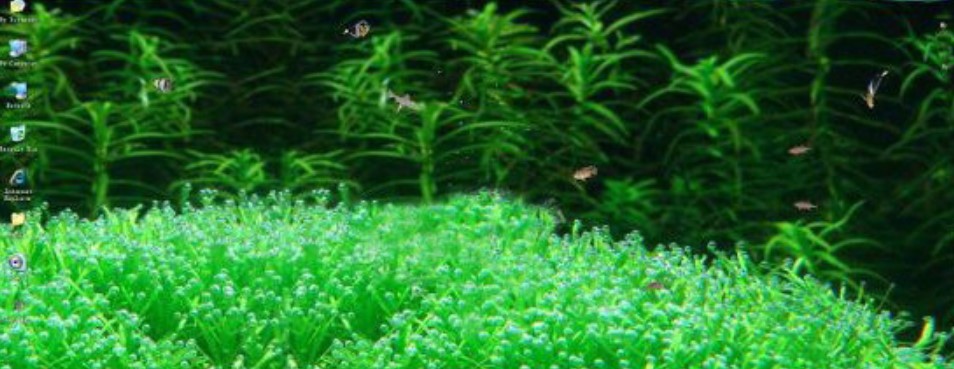 鱼屏幕保护程序下载安装使用方法